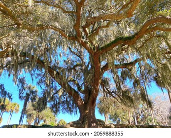 A Southern Old Oak Tree With Hanging Moss And Bright Blue Sky