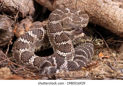 Southern Pacific Rattlesnake (Crotalus Helleri).