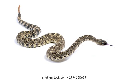 Southern Pacific Rattlesnake (Crotalus Helleri).