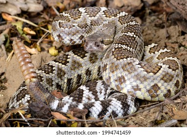 Southern Pacific Rattlesnake (Crotalus Helleri).