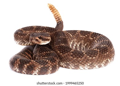 Southern Pacific Rattlesnake (Crotalus helleri).