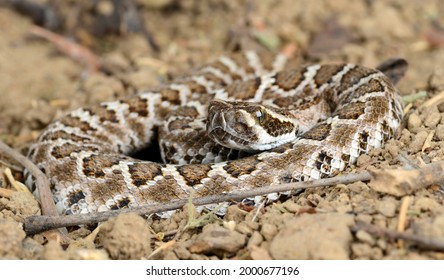 Southern Pacific Rattlesnake (Crotalus Helleri).