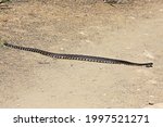 Southern Pacific Rattlesnake (Crotalus oreganus ssp. helleri) snake