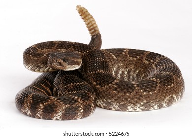 6,383 Rattlesnake white background Images, Stock Photos & Vectors ...