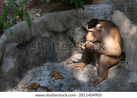 a southern pig tailed macaque (Macaca nemestrina) sits in a stone walls corner at a zoo