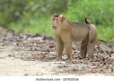 576 Southern pig tailed macaque Images, Stock Photos & Vectors ...