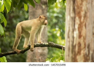 Southern Pig-tailed Macaque (Macaca Nemestrina), Also Known As The Sundaland Pigtail Macaque And Sunda Pig-tailed Macaque.