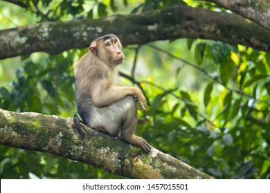 Southern Pig-tailed Macaque (Macaca Nemestrina), Also Known As The Sundaland Pigtail Macaque And Sunda Pig-tailed Macaque.