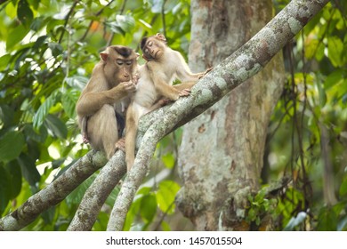 Southern Pig-tailed Macaque (Macaca Nemestrina), Also Known As The Sundaland Pigtail Macaque And Sunda Pig-tailed Macaque.