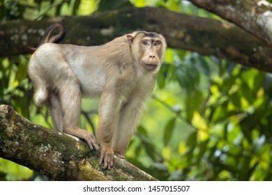 Southern Pig-tailed Macaque (Macaca Nemestrina), Also Known As The Sundaland Pigtail Macaque And Sunda Pig-tailed Macaque.