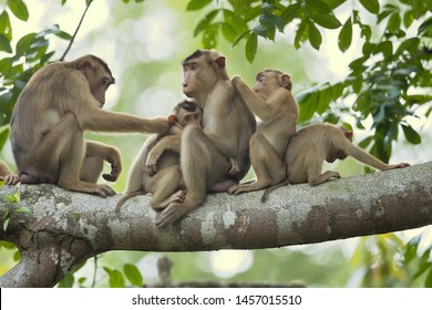 Southern Pig-tailed Macaque (Macaca Nemestrina), Also Known As The Sundaland Pigtail Macaque And Sunda Pig-tailed Macaque.