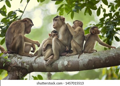 Southern Pig-tailed Macaque (Macaca Nemestrina), Also Known As The Sundaland Pigtail Macaque And Sunda Pig-tailed Macaque.