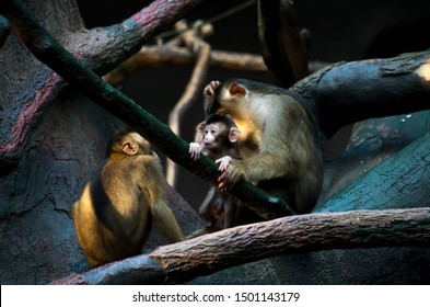 The Southern Pig-tailed Macaque (Macaca Nemestrina), Also Known As The Sundaland Pigtail Macaque And Sunda Pig-tailed Macaque, Is A Medium-sized Macaque.