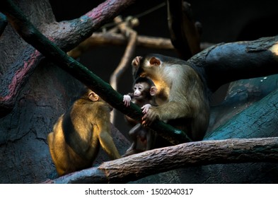 The Southern Pig-tailed Macaque (Macaca Nemestrina), Also Known As The Sundaland Pigtail Macaque And Sunda Pig-tailed Macaque, Is A Medium-sized Macaque.