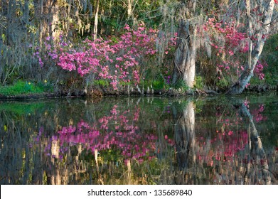 Southern Plantation Azalea Reflections