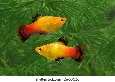 Southern Platyfish