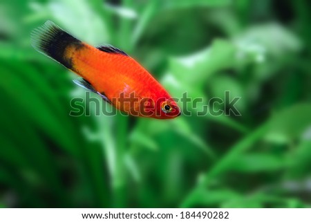 Southern platyfish