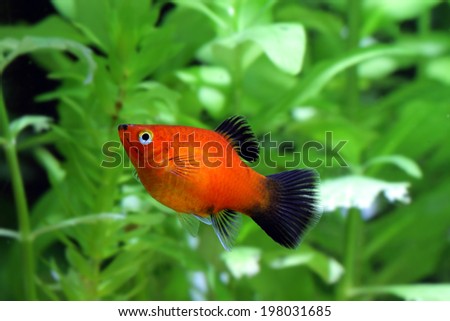 Southern platyfish