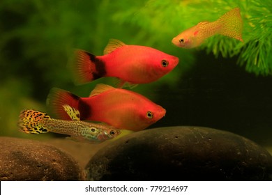 Southern Platyfish And Guppy Fish