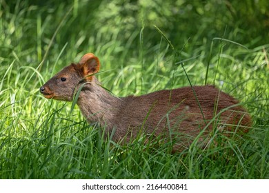 Southern Pudu Pudu Puda Grass South Stock Photo 2164400841 | Shutterstock