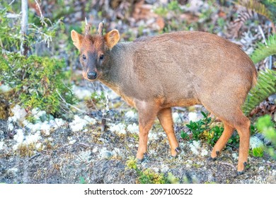 Southern Pudu is standing and looking at you in Chile - Shutterstock ID 2097100522
