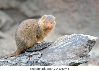 Southern Pygmy Mongoose (Helogale Parvula).