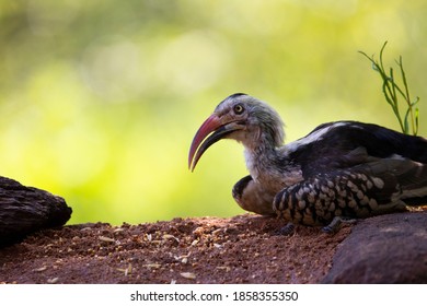 A Southern Red Billed Hornbill