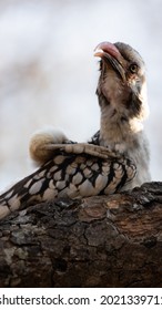 A Southern Red Billed Hornbill