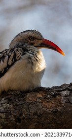 A Southern Red Billed Hornbill