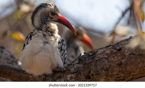 A Southern Red Billed Hornbill