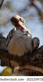 A Southern Red Billed Hornbill