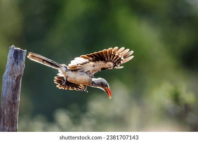 Southern Red billed Hornbill in flight isolated in natural background in Kruger National park, South Africa ; Specie Tockus rufirostris family of Bucerotidae - Powered by Shutterstock