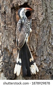 Southern Red Billed Hornbill At His Nest