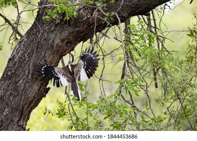 Southern Red Billed Hornbill At The Nest