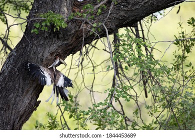 Southern Red Billed Hornbill At The Nest