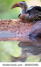 Southern Red Billed Hornbill With Reflection On Water