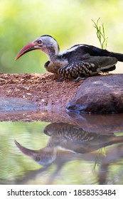 Southern Red Billed Hornbill With Reflection On Water