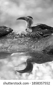 Southern Red Billed Hornbill With Reflection In Black And White