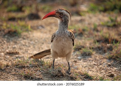 Southern Red Billed Hornbill, South Afrika Kruger National Park 