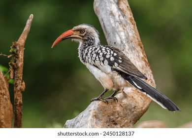 Southern Red billed Hornbill standing on a log in Kruger National park, South Africa ; Specie Tockus rufirostris family of Bucerotidae - Powered by Shutterstock