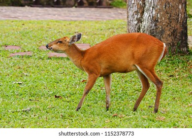 Southern Red Muntjac (Muntiacus Muntjak) In Kaho Yai National Park, Thailand.