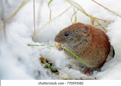 Southern Red-backed Vole In Winter