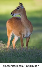 Southern Reedbuck In Africa