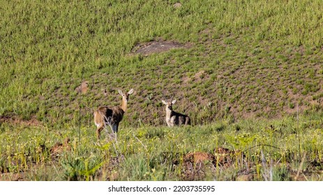 Southern Reedbuck Male And Female