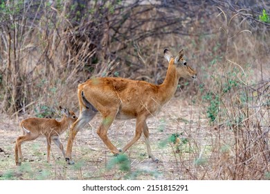 Southern Reedbuck Mom With Cub
