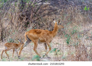 Southern Reedbuck Mom With Cub
