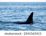 A southern resident killer whale gliding through tranquil waters of the ocean. Texada Island, Canada.