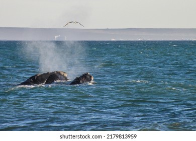 The Southern Right Whale Is A Baleen Whale