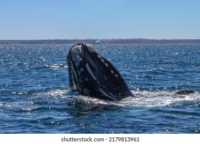 The Southern Right Whale Is A Baleen Whale