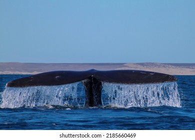 The Southern Right Whale Is A Baleen Whale